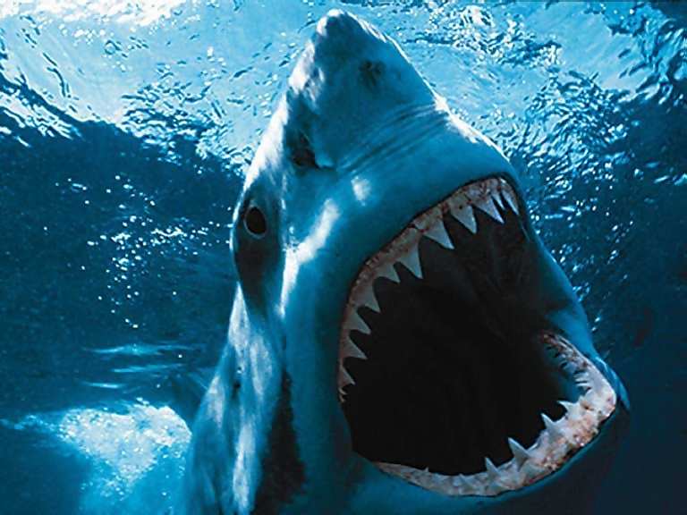 [Image: great-white-shark-picture-014.jpg]